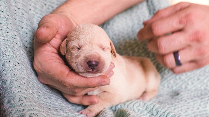نگهداری از توله سگ تازه به دنیا آمده بدون مادر