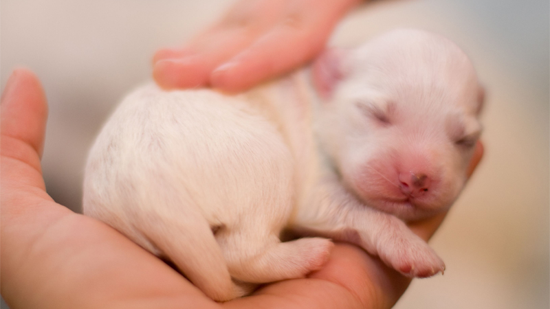 نگهداری از توله سگ تازه به دنیا آمده بدون مادر