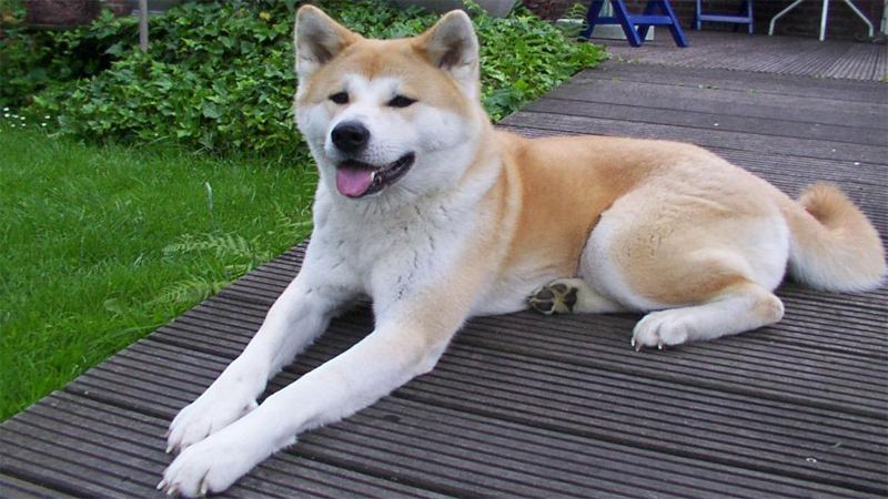 سگ آکیتا Akita