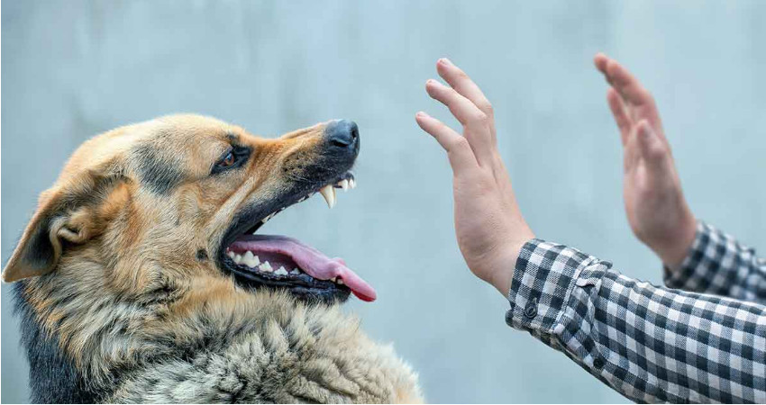 آموزش حمله سگ به افراد غریبه 