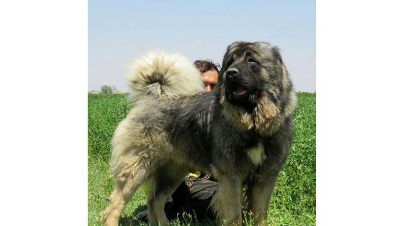 بهترین نژاد سگ در ایران