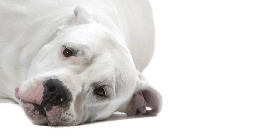 قیمت سگ داگو آرژانتینو در دهکده حیوانات