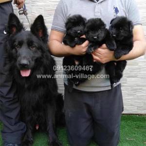 black-puppy-german-sheperd