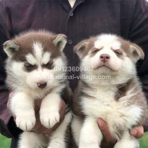 brown-white-gold-husky-puppy