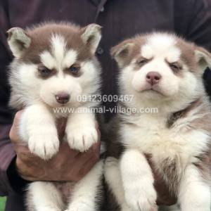 brown-white-gold-husky-puppy1