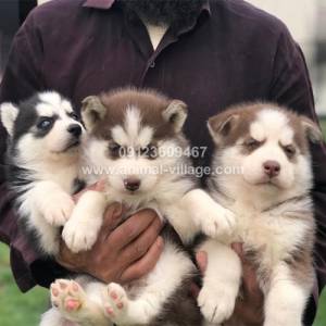 brown-white-gold-husky-puppy2