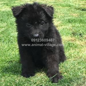 german-black-puppy