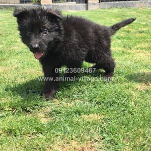 german-black-puppy1