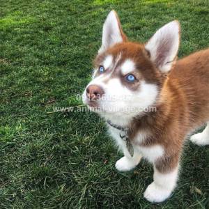 ice-eyes-gold-husky-puppy