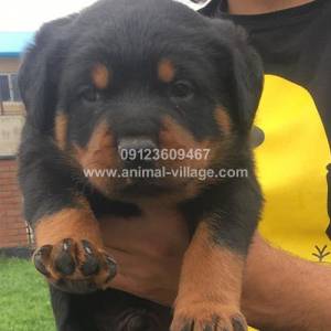 professional-short-snout-male-rottweiler-puppy1
