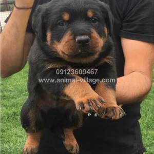 professional-short-snout-male-rottweiler-puppy2