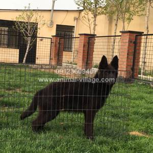 sale-black-german-shepherd-dumo-puppy