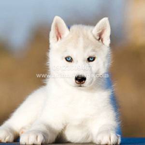 سگ هاسکی سفید پشمالو