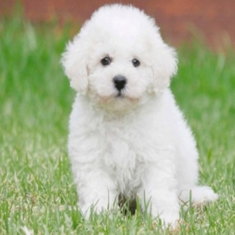 بیچون فرایز Bichon Frise