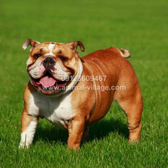 buy-english-bulldog-puppies_429235425