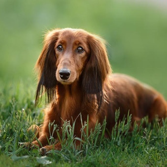 داشهوند Dachshund