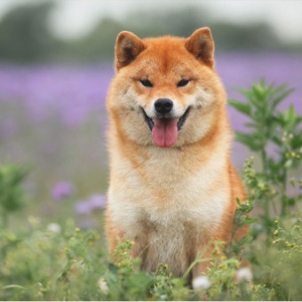 شیبا اینو Shiba Inu