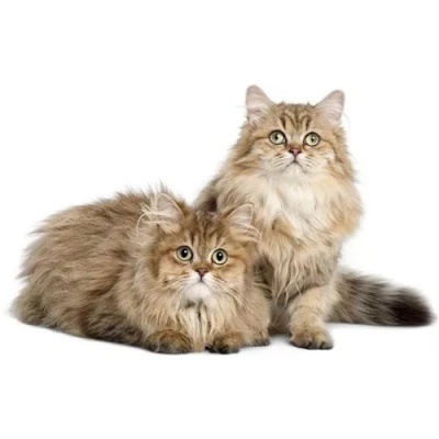 cat-british-longhair-gold-price