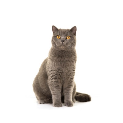 cat-british-shorthair-price-1