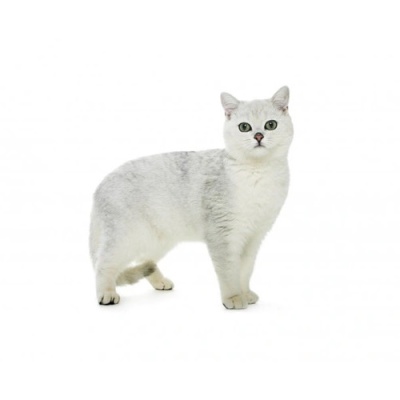 cat-british-white-price