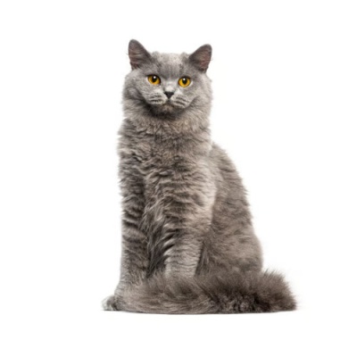 gray-british-longhair-cat