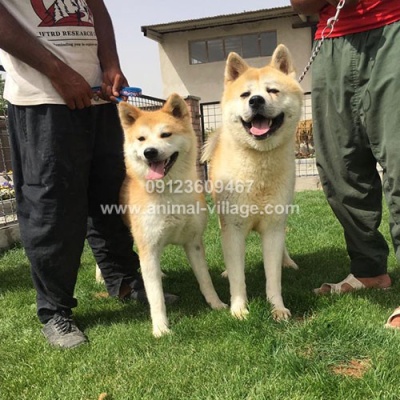 japanese-akita-puppy