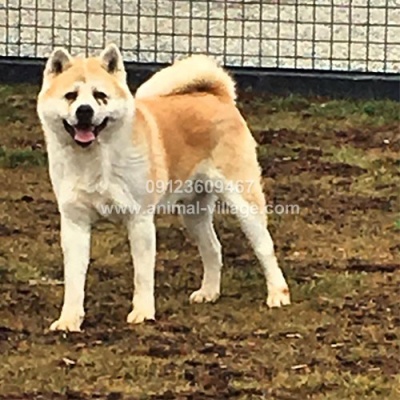 japanese-akita-puppy1