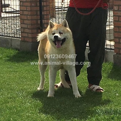 japanese-akita-puppy2