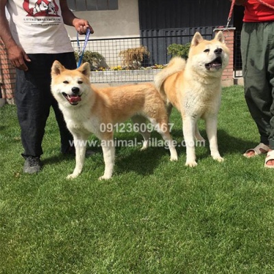 japanese-akita-puppy3