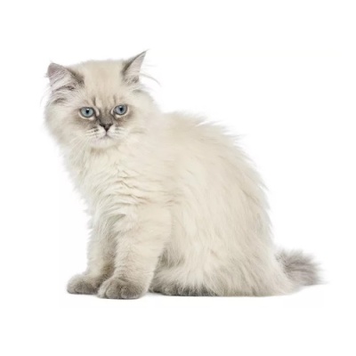 white-british-longhair-cat