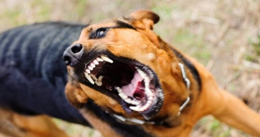 تأثیر بوی خون بر رفتار سگ