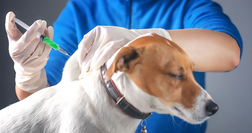 اهمیت تزریق آمپول انابولین برای سگ