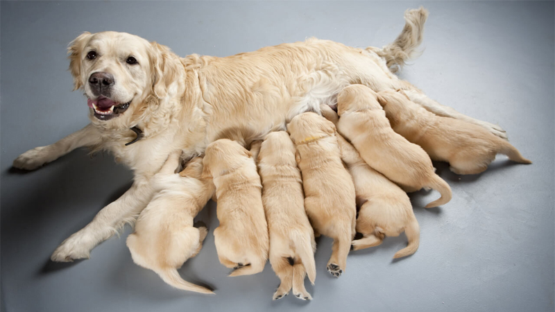 سگ چگونه از بچه هایش نگهداری میکند