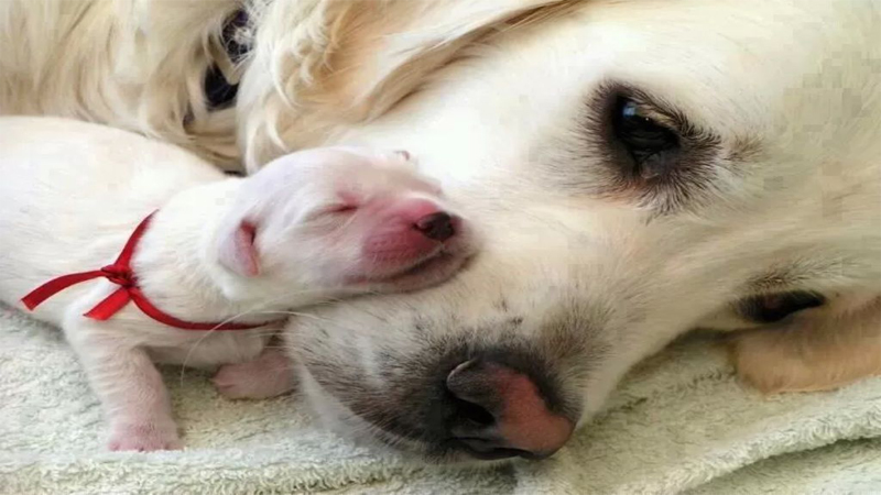 سگ چگونه از بچه هایش نگهداری میکند