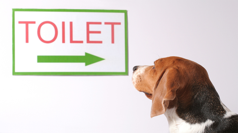 چگونه سگ را برای دستشویی تربیت کنیم