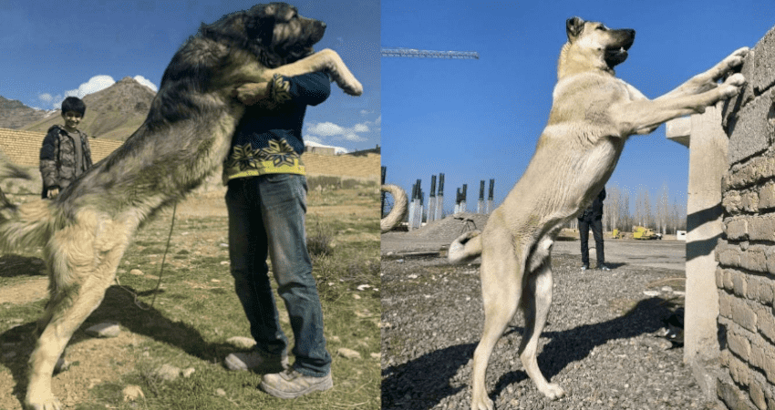 خصوصیات مربوط به پوست و موی بزرگ ترین سگ های جهان