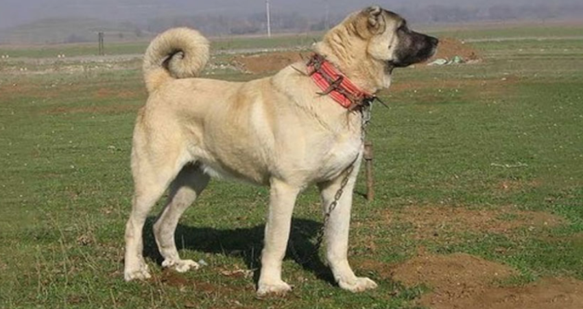 بزرگ ترین سگ جهان در ایران