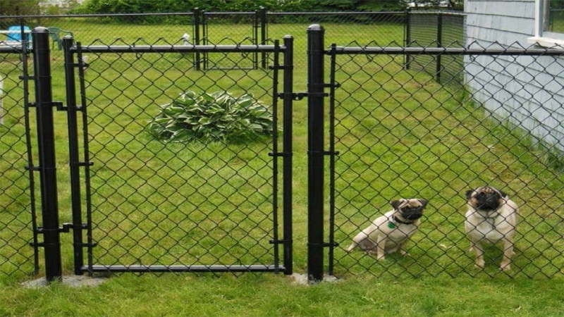 نگهداری سگ در باغ