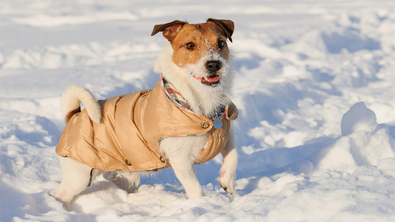 نگهداری سگ در زمستان