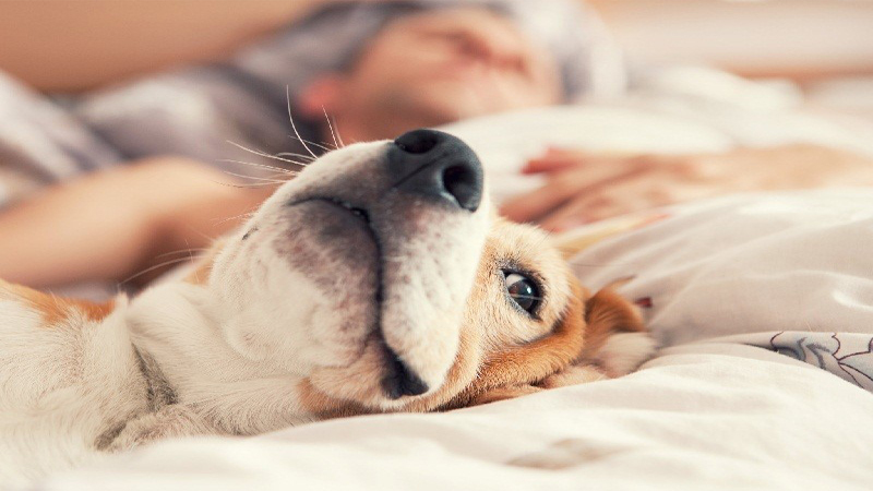 علت تند تند نفس کشیدن سگ در خواب