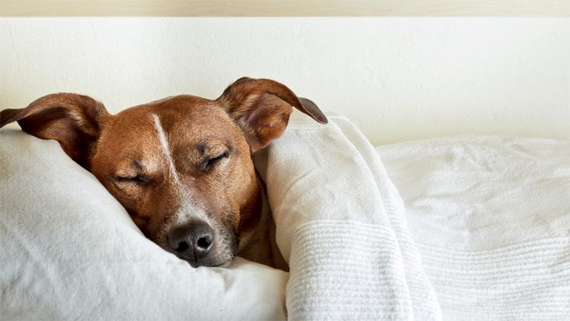 علت تند تند نفس کشیدن سگ در خواب