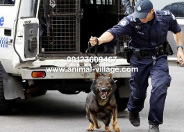 عکس سگ ژرمن شپرد پلیس