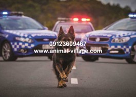 عکس سگ ژرمن شپرد پلیس
