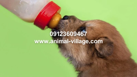 توله سگ تا چه زمانی شیر میخورد