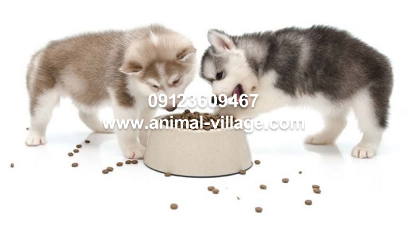 غذای سگ هاسکی