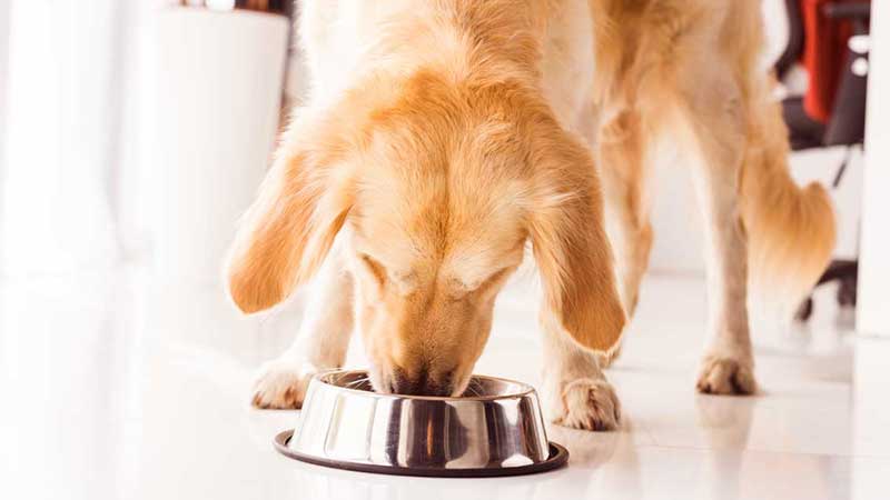 چگونه سگ را با رژیم غذایی درشت کنیم