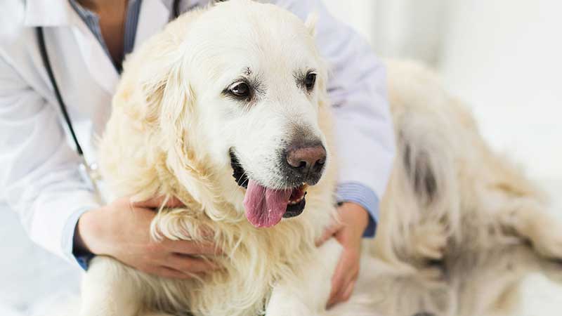 علائم دل درد سگ، درمان دل درد سگ