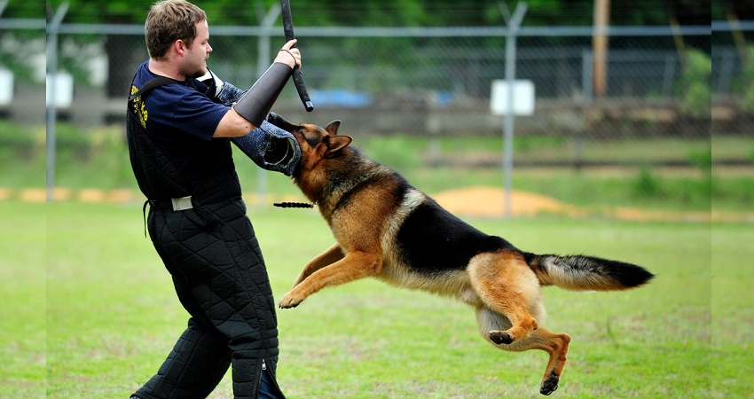 تربیت آموزش رفتار به سگ ولگرد برای نگهبانی
