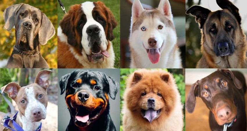 25 نژاد سگ بسیار محبوب ایران و ویژگی های آن ها