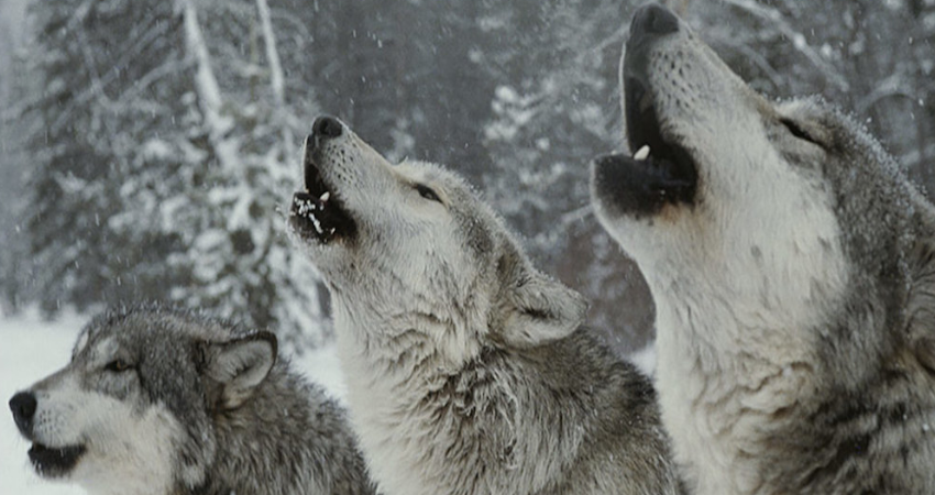 گرگ از چه حیوانی میترسد
